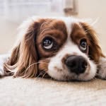Hal Bean - @halbean2020 - Instagram