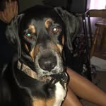 •Hallee Fox• - @hal_fox_2020 - Instagram