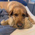 Hal The Dog - @hal_goldberg - Instagram