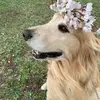 陽（はる）☀️ - @hal_goldenretriever1218 - TikTok