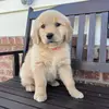 Hallie Mae the golden - @halliemae.thegolden - TikTok
