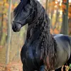 Black shadow - @halliemaeiverson - TikTok