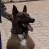 Jefferson Halen dogs Brasil - @jeffersonhalen - TikTok
