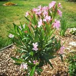 Hal Kay - @halisekaya61 - Instagram