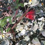Hal Levin - @cal_native7 - Instagram