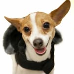 Hal Wheeler’s School for Dogs - @halwheelers - Instagram