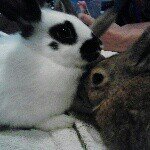 Haley Bear - @haleybear_thebunnymaster - Instagram