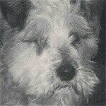 Haley Butcher - @haley_theschnauzer - Instagram