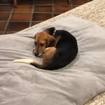 Haley - @haley.beagle - Instagram