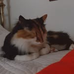 Haley Fair - @calliethecalico2021 - Instagram