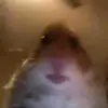 Hayley Flood - @goose0028 - TikTok