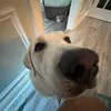Haley - @haley.goldeskii - TikTok