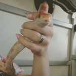 Haley Harmon - @haley_bobaley - Instagram