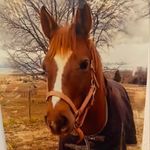 Hailey kraft - @barn_girl35 - Instagram