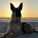 Haley Lantz (SAUCIER) - @pawsandheartsphotography - Instagram