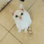 Hailey Lenz - @haileysfosterkittens - Instagram