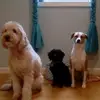 Daisy/Haley/Libby - @the_allen_dogs - TikTok
