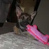 haleylogan556 - @haleylogan15 - TikTok