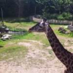 Haley Loomis <3 Giraffes - @bright_n_beautiful3 - Instagram
