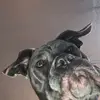 haleylorenzi - @haleylorenzi - TikTok