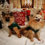 Haley & Luna - @haleylunapoms - Instagram