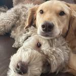 Haley Luna - @haleylunadoodles - Instagram