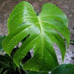 Haley Lund - @alll.the.plants - Instagram