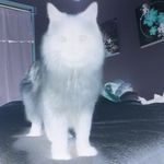 Haley Shaye mccormack - @darkfurryxd - Instagram