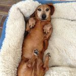 Haley McGuire🐶 - @haleythewienerdog - Instagram