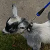 haleymilligan245 - @um.random.oof - TikTok