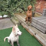 Hayley Naylor - @toby_wan_kenobi_and_yoda - Instagram