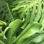 hailey neff - @oahubotanical - Instagram