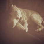 Haley Newby - @snoop_turntle - Instagram
