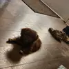 haley ogden - @haley.ogden1 - TikTok