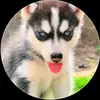 Harley peller 🐕 - @harley_peller0 - TikTok