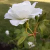hailey pepper - @haileypepper3 - TikTok