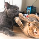 Haley&Potter - @haleypotter_guan - Instagram