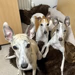 Hayley Purdy - @whippets_sew_seeds - Instagram