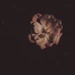 Hayley Purvis - @lovebunchflowerco - Instagram