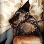Haley Rutherford - @sun.doggo.11 - Instagram