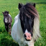 Haley Shearer - @wildchicksminiaturehorses - Instagram