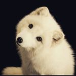 Hailey Shipman - @artic_fox06 - Instagram