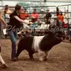 ⚡️𝐇 𝐀 𝐋 𝐄 𝐘⚡️ - @haley.shows..livestockk - TikTok