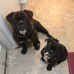 Haley Simmons - @bulldoglifeofduke_and_remi - Instagram