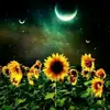 Hailey Skinner - @moonlit_sunflower_ - TikTok