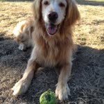 Haley "The Dog" Stier - @haleythedog - Instagram