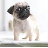haleyteague10 - @pugsrule2214 - TikTok
