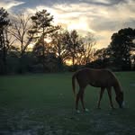 Haley M Thigpen - @grater.acres.photography - Instagram