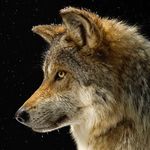 Blue Wolf - @haley.tidwell - Instagram