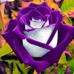Haley Warlick - Facebook